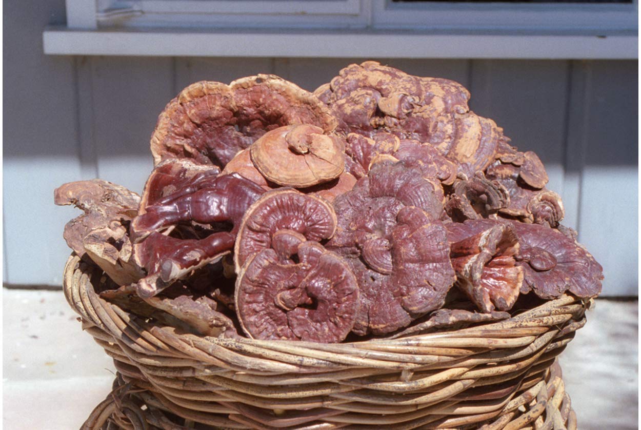 Dragon Herbs Reishi Sauvage: emballage élégant à intégrer dans votre routine bien-être.