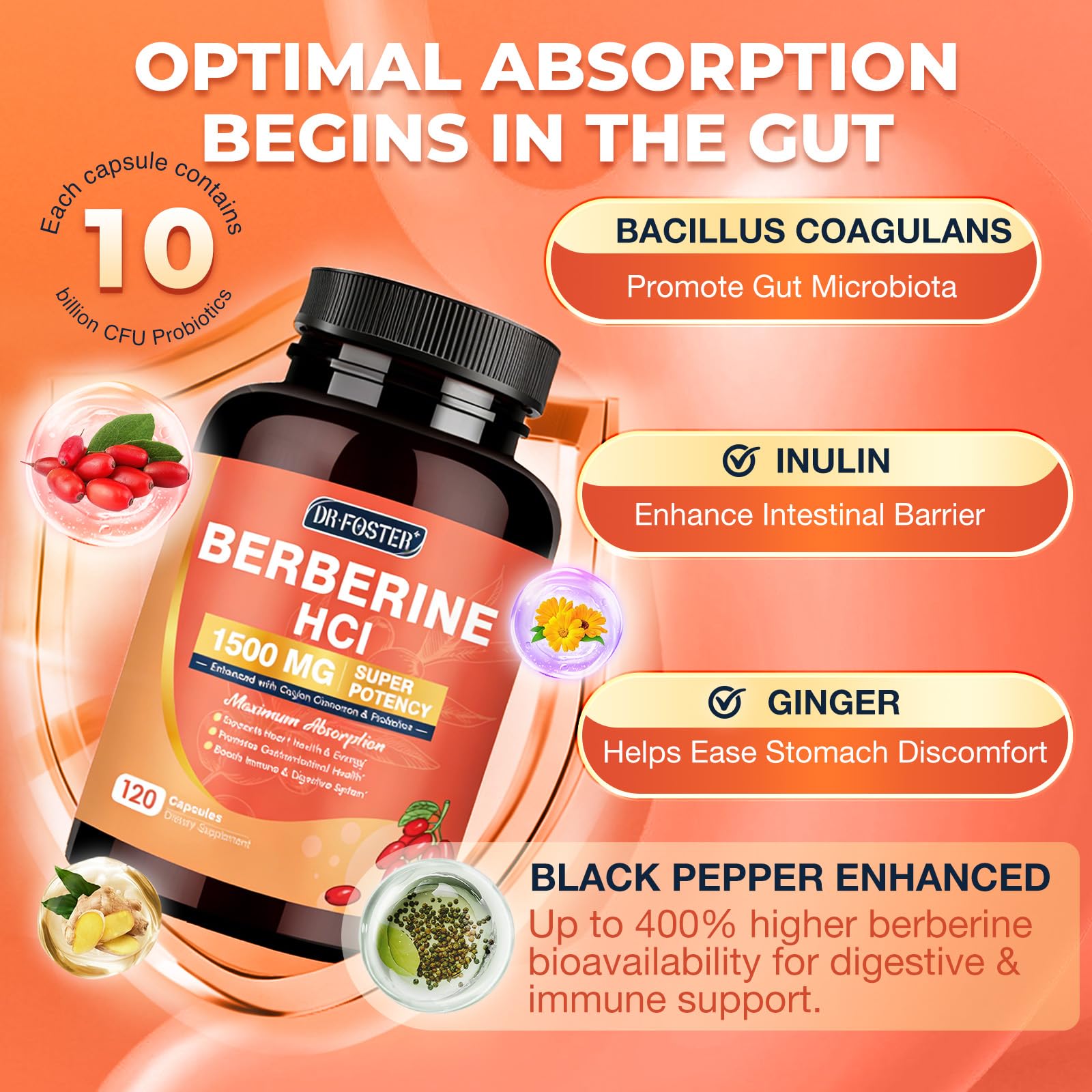 DRFOSTER Berberine HCL 1500 mg – probiotiques pour l équilibre digestif