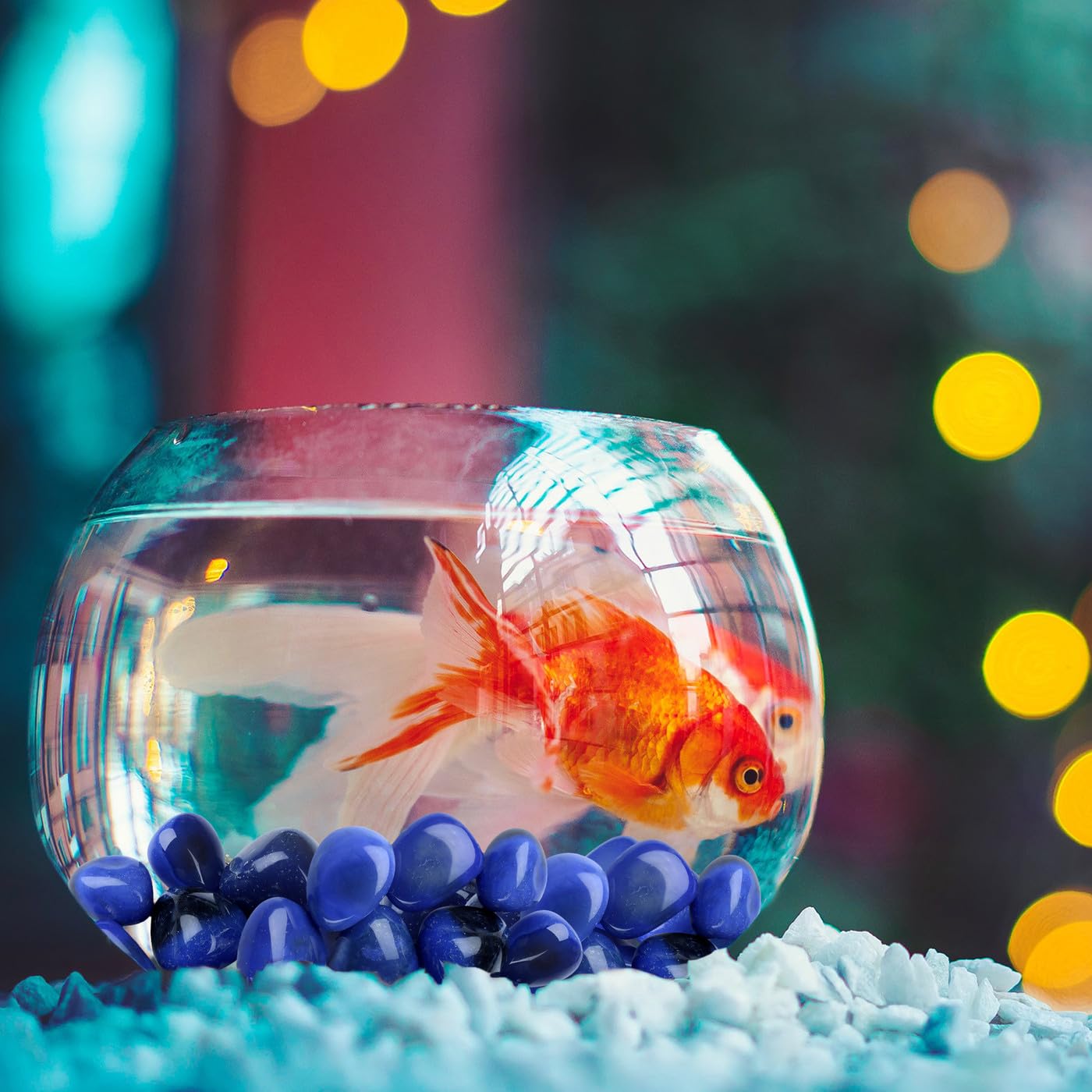 DUQGUHO, pierre bleue pour terrarium et décor intérieur apaisant.