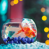DUQGUHO, pierre bleue pour terrarium et décor intérieur apaisant.