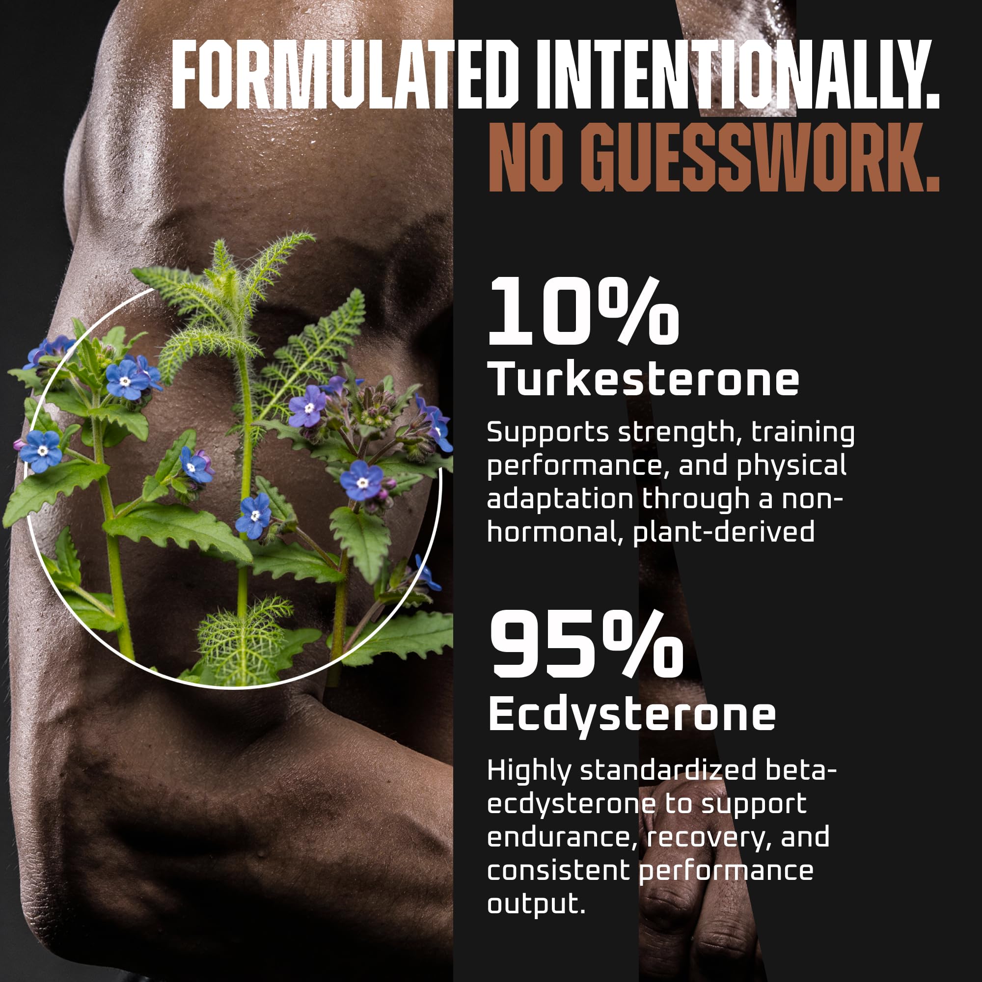 Earth Elixir dosage-turkesterone-ecdysterone-capsules: dosage clair pour l’entraînement.
