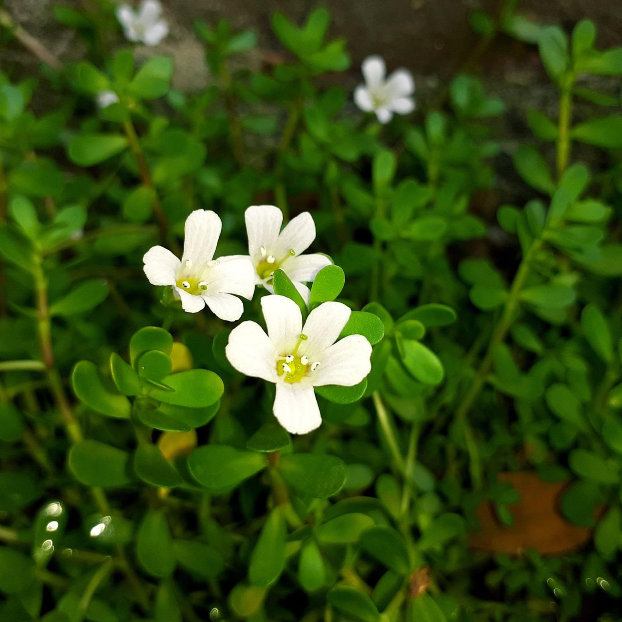 Emballage épuré Earthborn Elements Bacopa Monnieri, parfaite lisibilité et traçabilité.