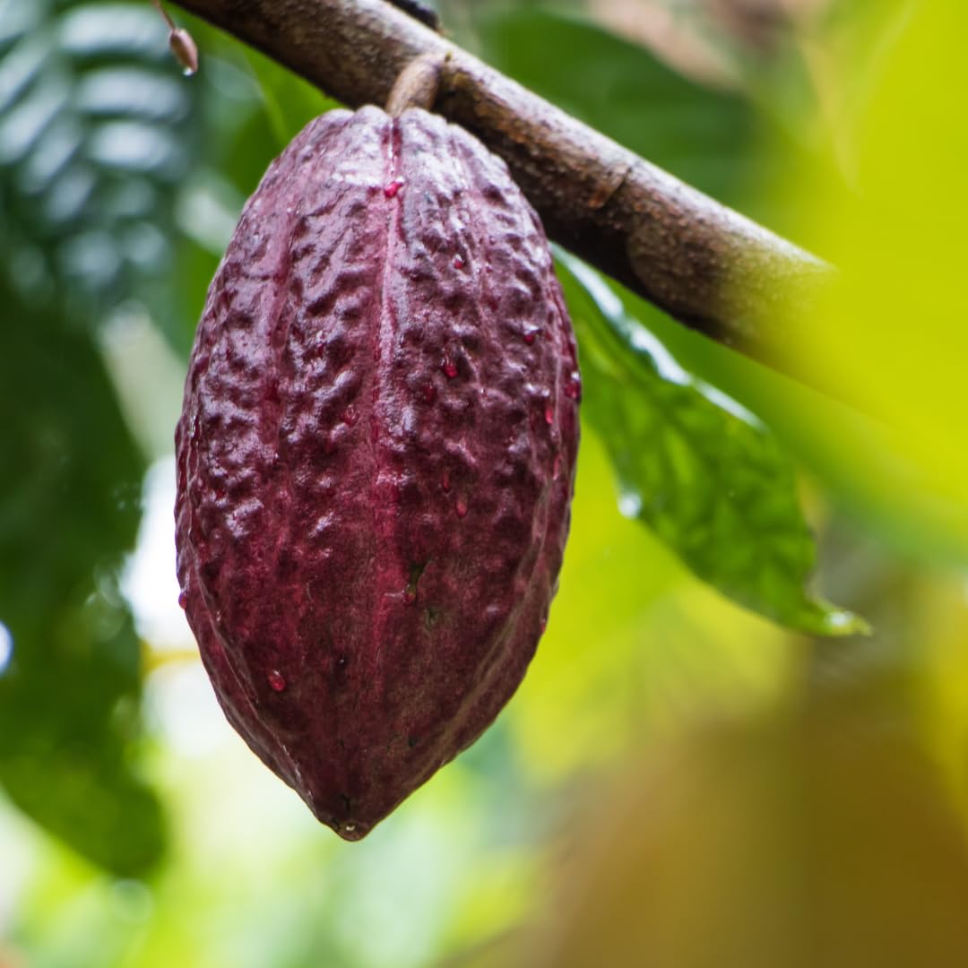 Capsule pratique pour intégration quotidienne du cacao pur.