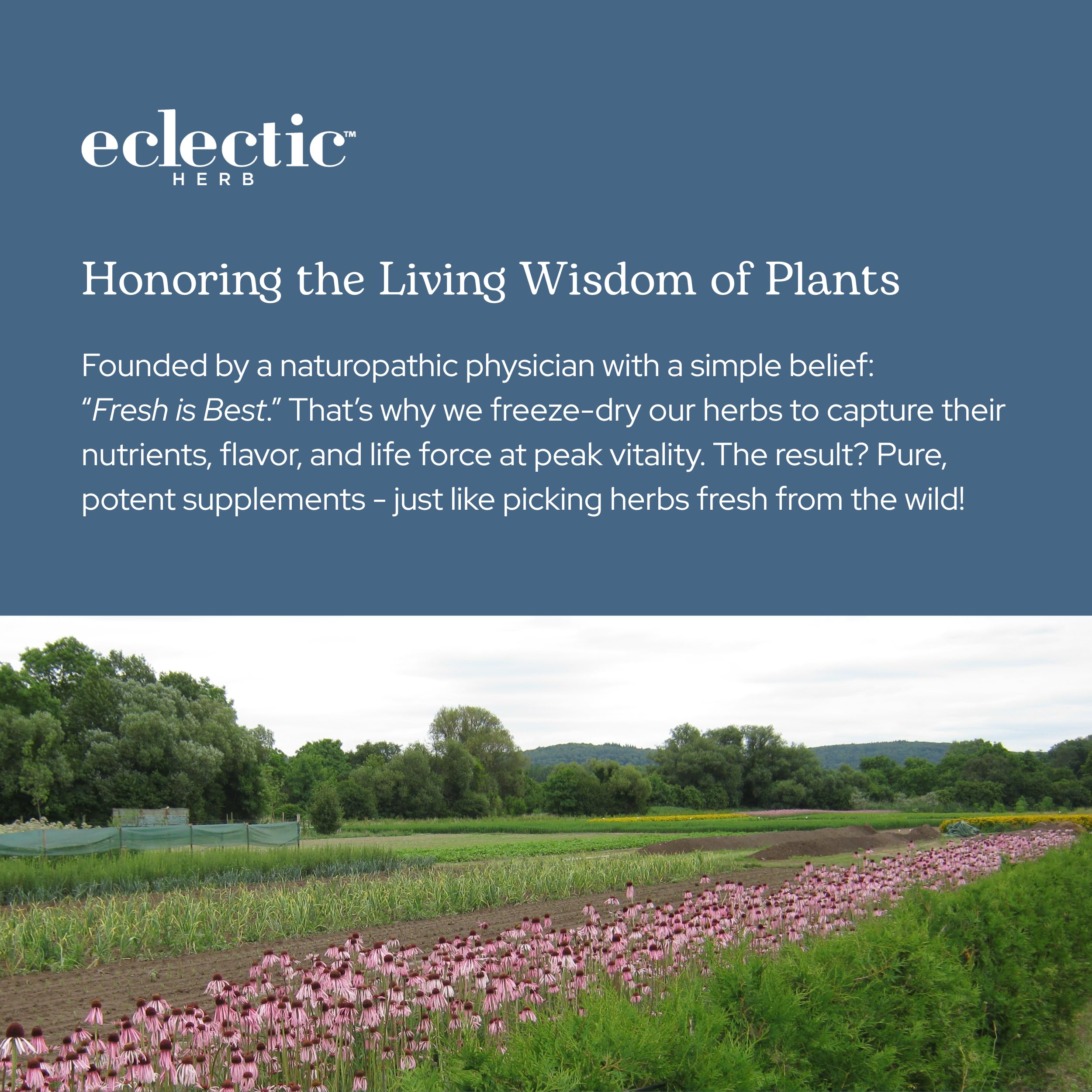 Feuilles de pissenlit et flacon vert d’Eclectic Herb, aspect naturel