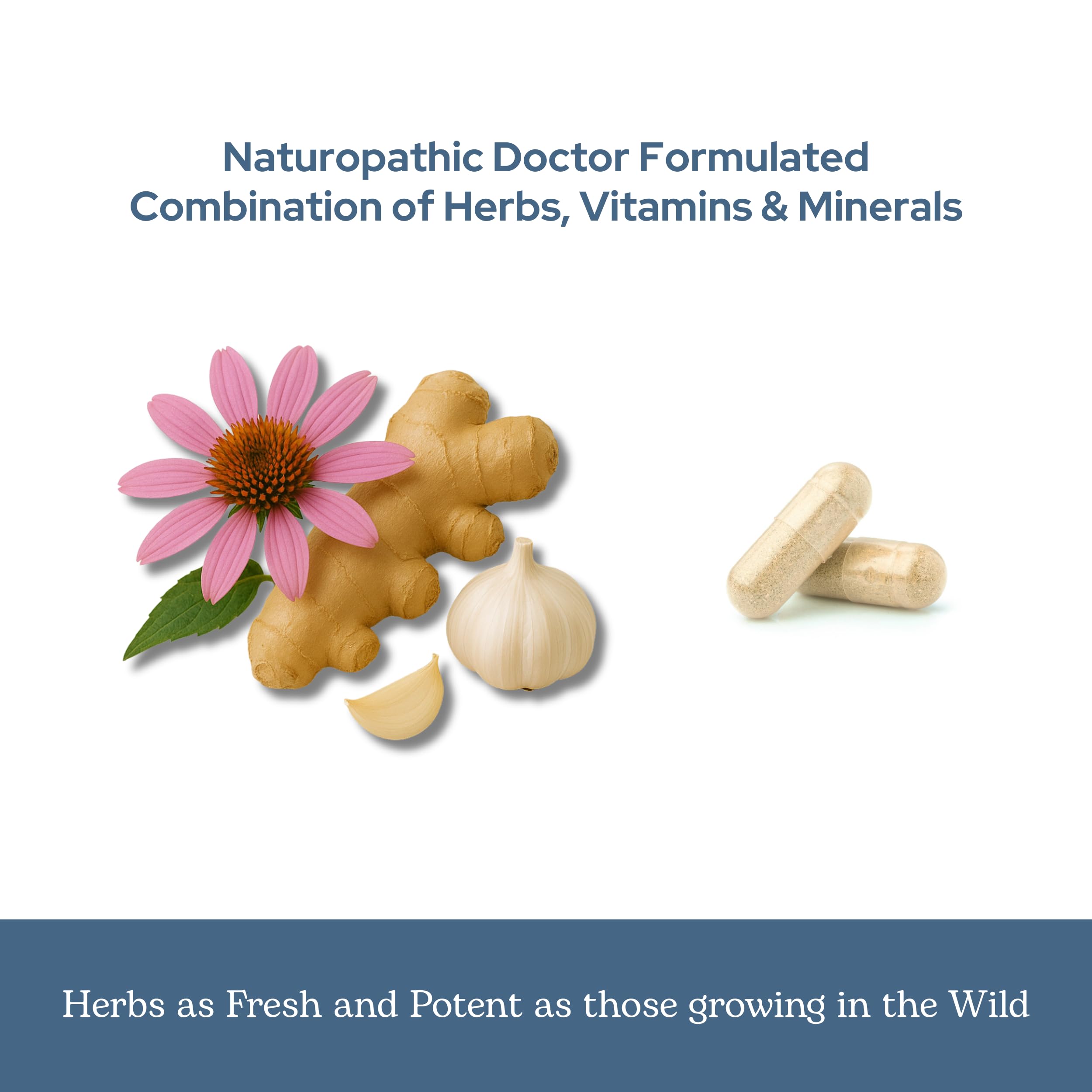 Lyophilisation fraîche des herbes Eclectic Herb, vitalité préservée.