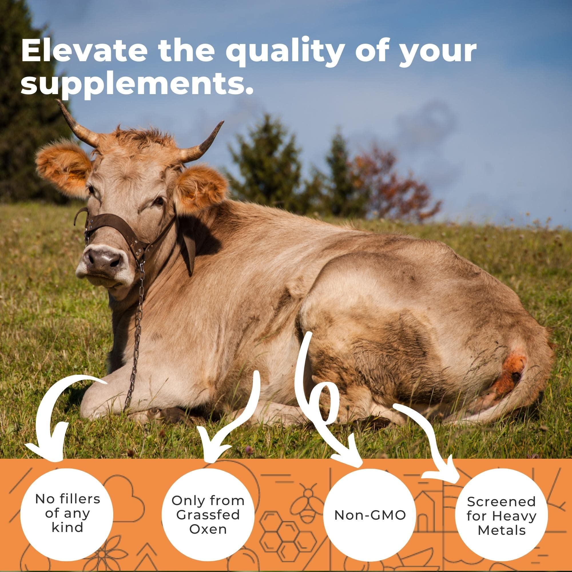 Capsules Ox Bile Eleva Nutrition boeuf nourri a l herbe.