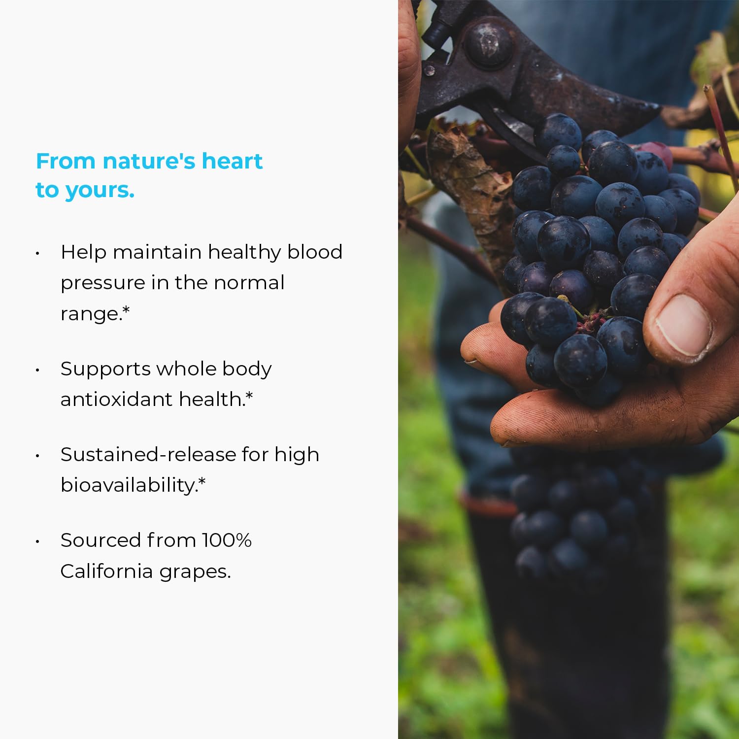 Endur MegaNatural-BP, extrait de raisin californien pour une utilisation pratique.