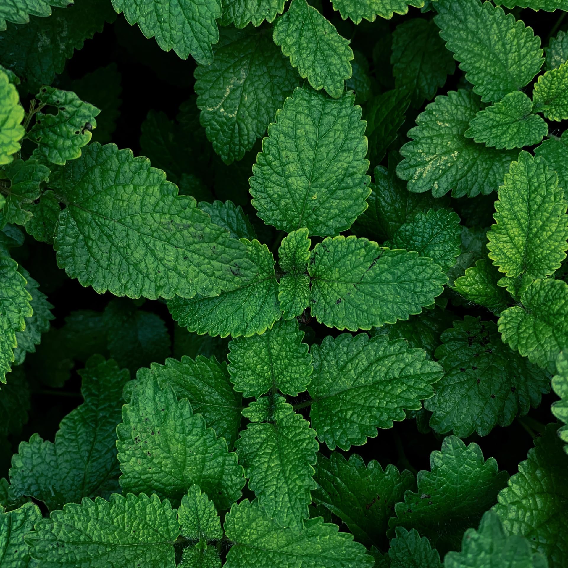 Essences Bulgaria emballage soigné et pureté garantie pour Mentha arvensis.