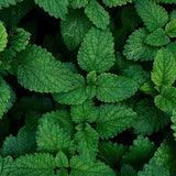 Essences Bulgaria emballage soigné et pureté garantie pour Mentha arvensis.