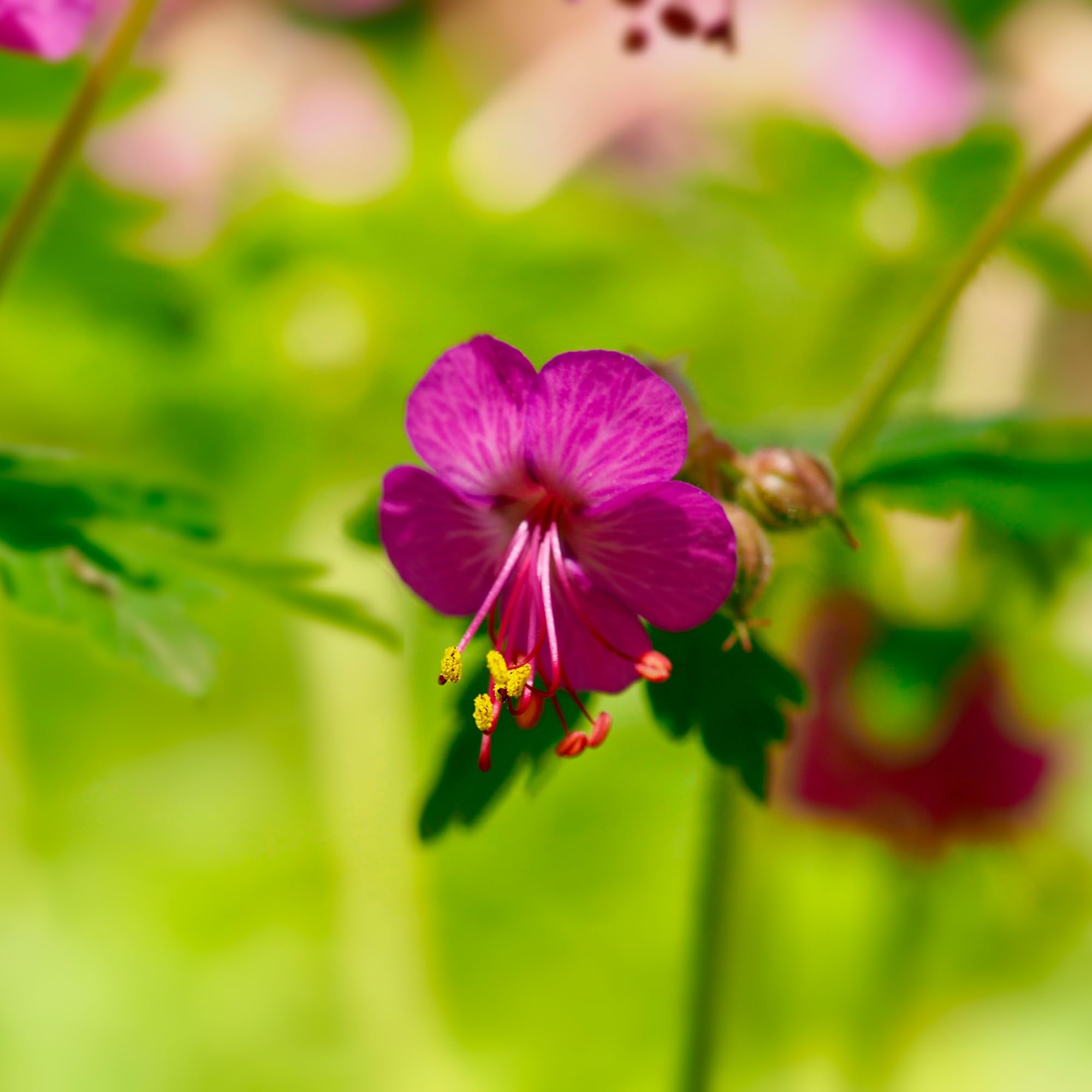 Essences Bulgaria Zdravets: diffusion aromatique pour une ambiance calme.