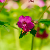 Essences Bulgaria Zdravets: diffusion aromatique pour une ambiance calme.