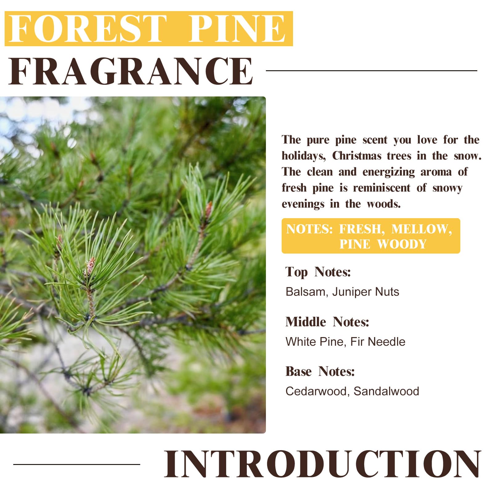 EUQEE Pin Forêt utilisé dans diffuseur pour ambiance fraîche.