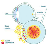EyePromise Restore illustre la complémentarité des nutriments clés pour la vision.