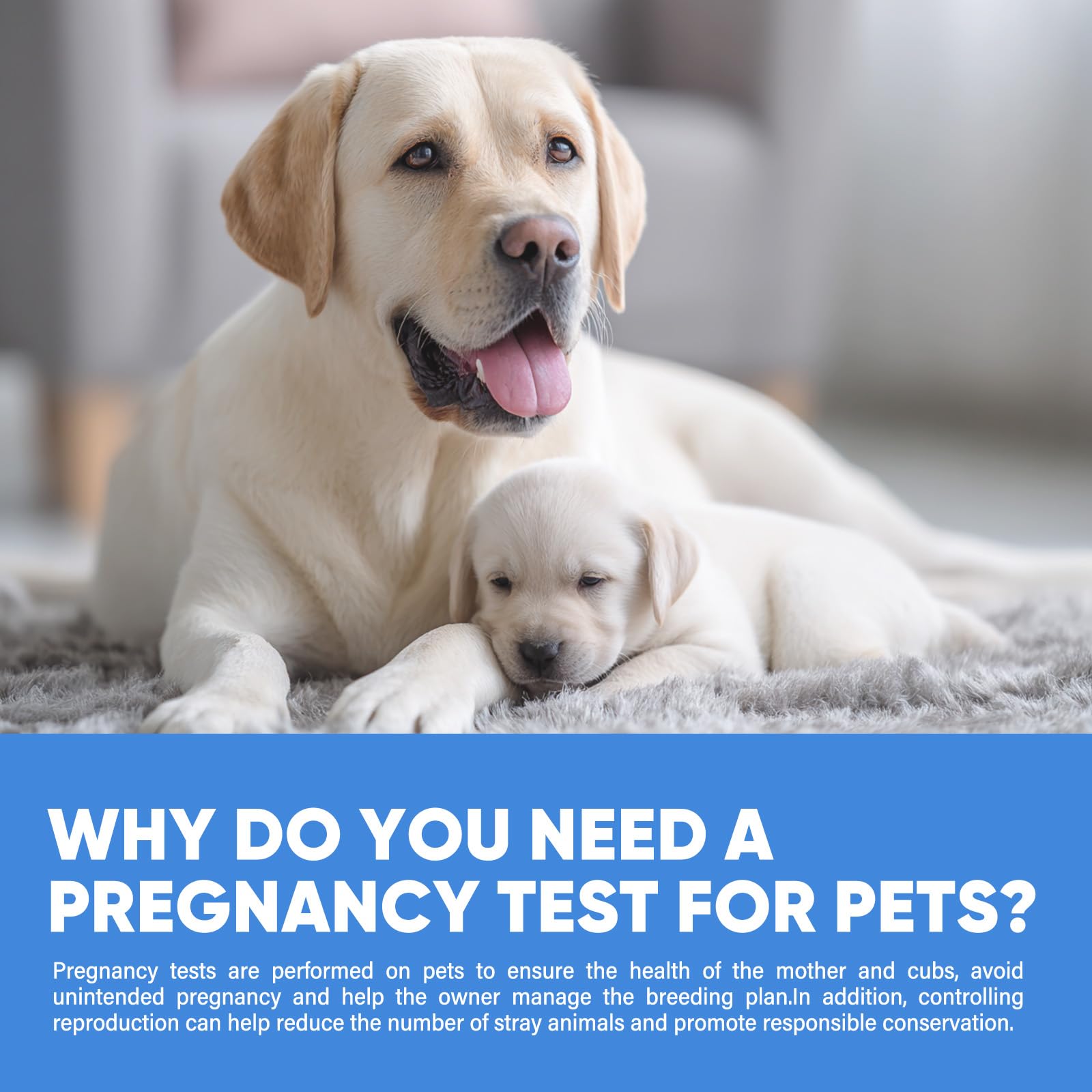 Utilisation à domicile sans stress pour la future maman canine.