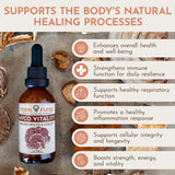 Feral Fungi Myco-Vitalité Tincture, corps fructifiant – sans additifs.