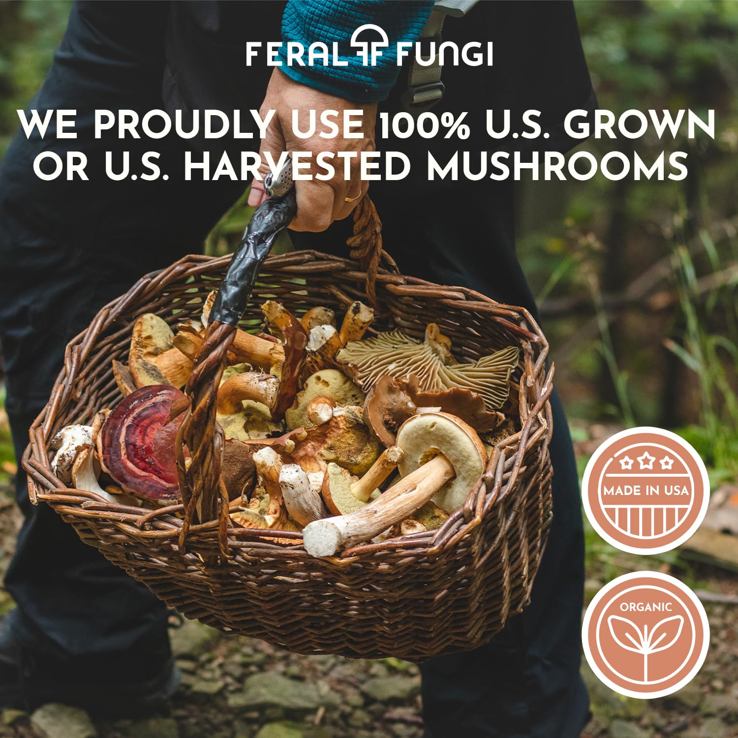 Feral Fungi Myco-Vitalité Tincture, dosage simple – facile à ajouter à votre boisson.