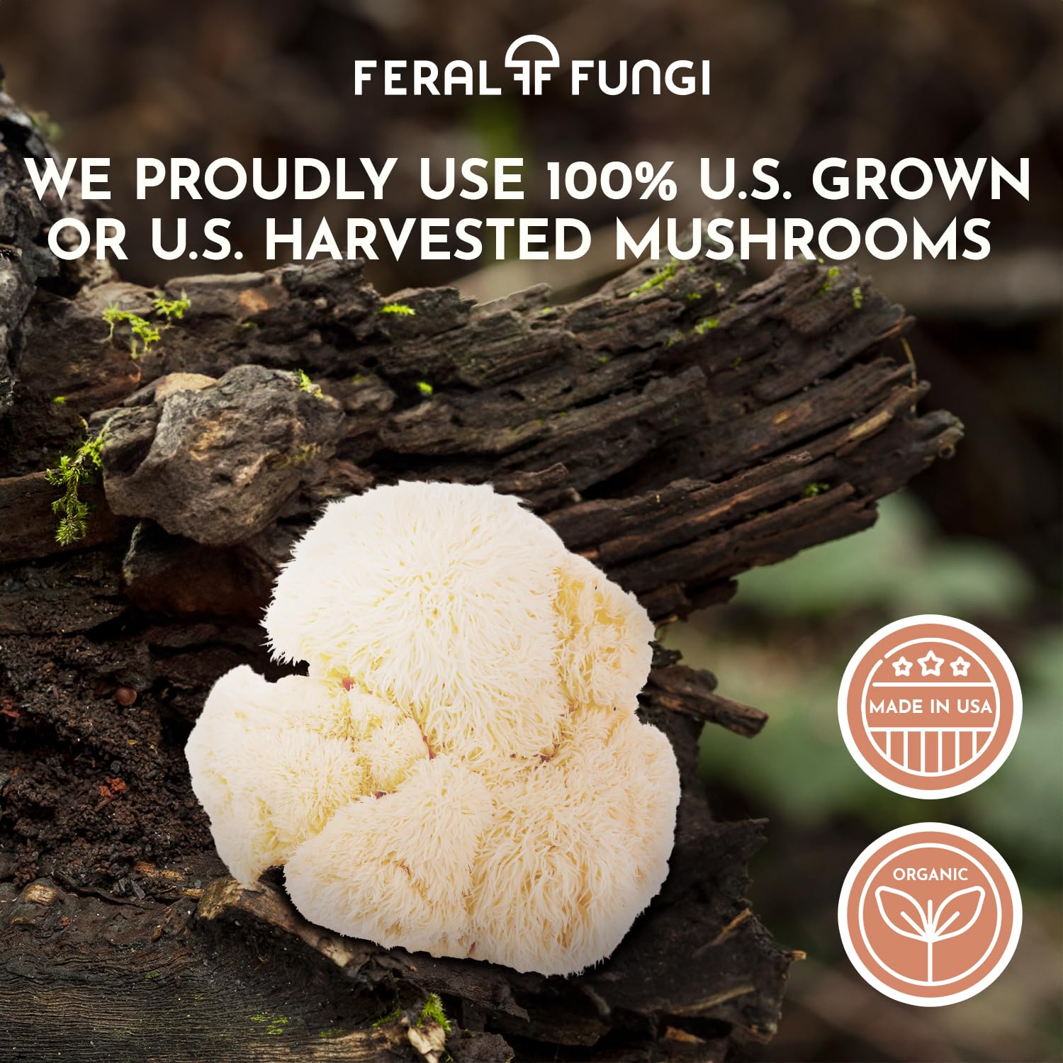 Flacon 30 ml Feral Fungi – extrait complet et sans charges