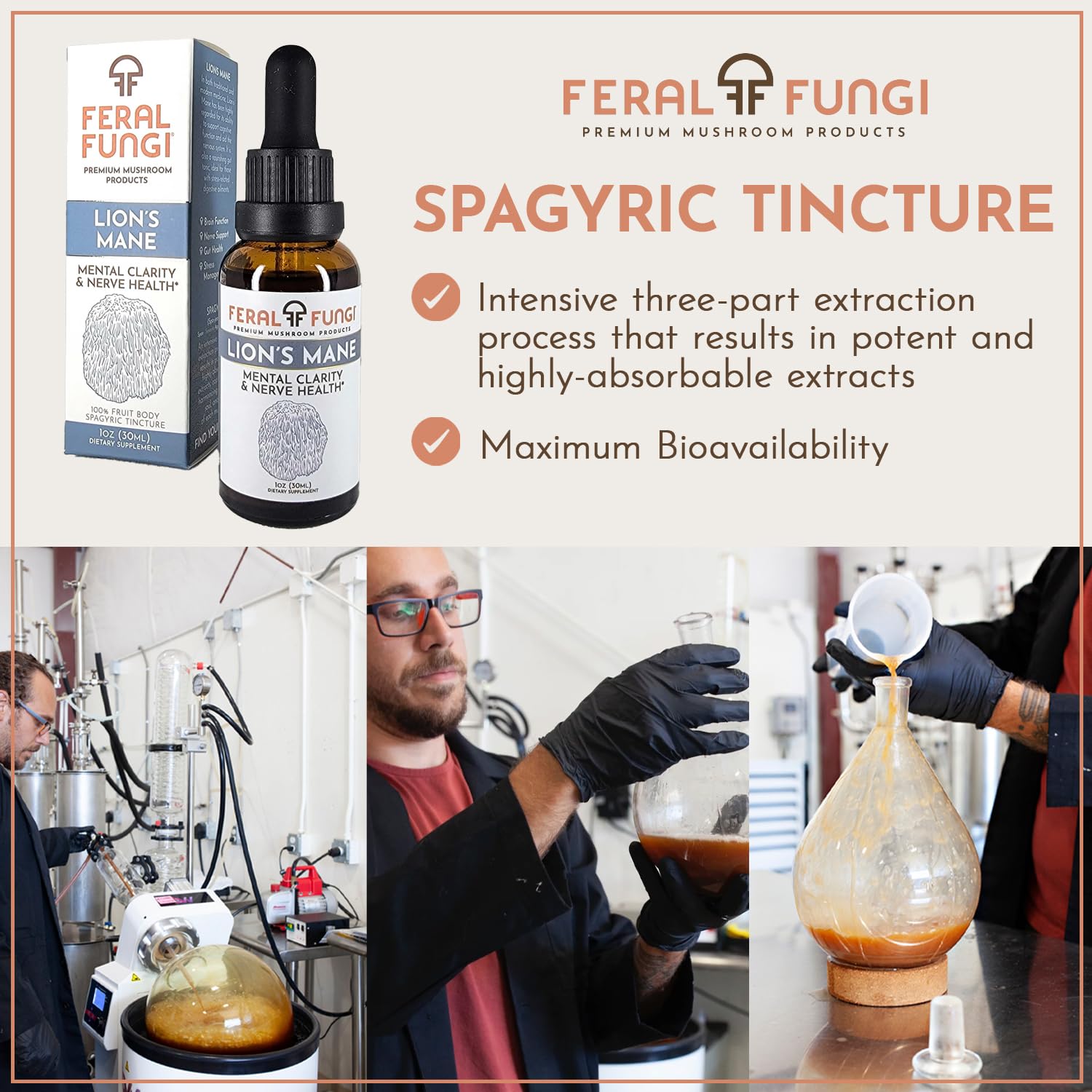 Processus artisanal Feral Fungi – extrait de champignon entier Crinière de Lion