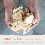Crinière de Lion Feral Fungi – usage dans thé café ou eau