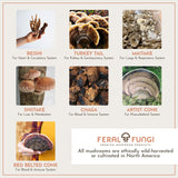 Feral Fungi Myco-Vitalité Tincture, ingrédients États‑Unis – champignons sauvages et cultivés.