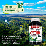 Gélules FITO MEDIC'S Chlorophylle Pure ouvertes, couleur naturelle et ingestion facilitée.