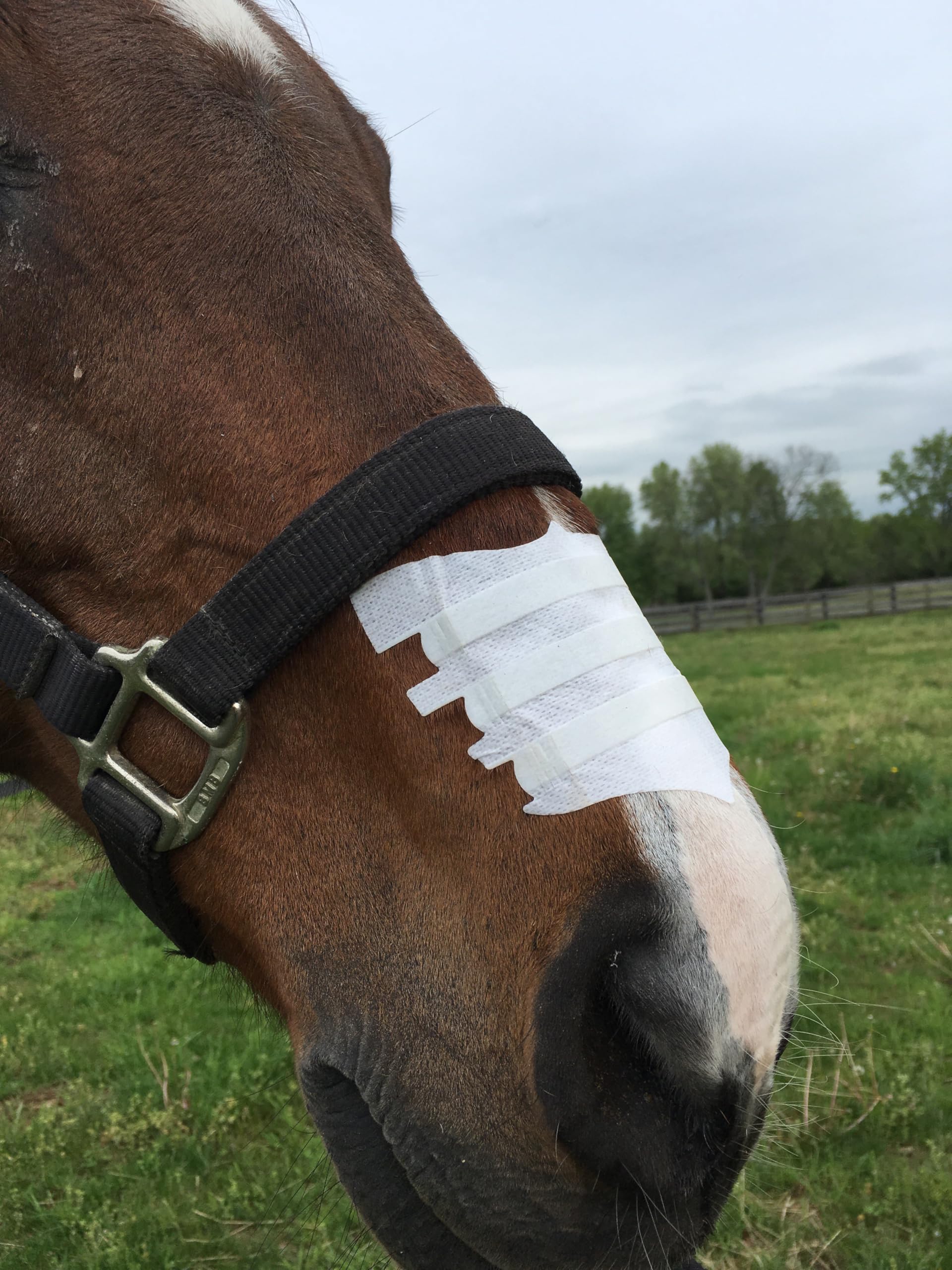 FLAIR Bandes nasales équines—utilisées en entraînement et compétition pour améliorer le confort respiratoire.