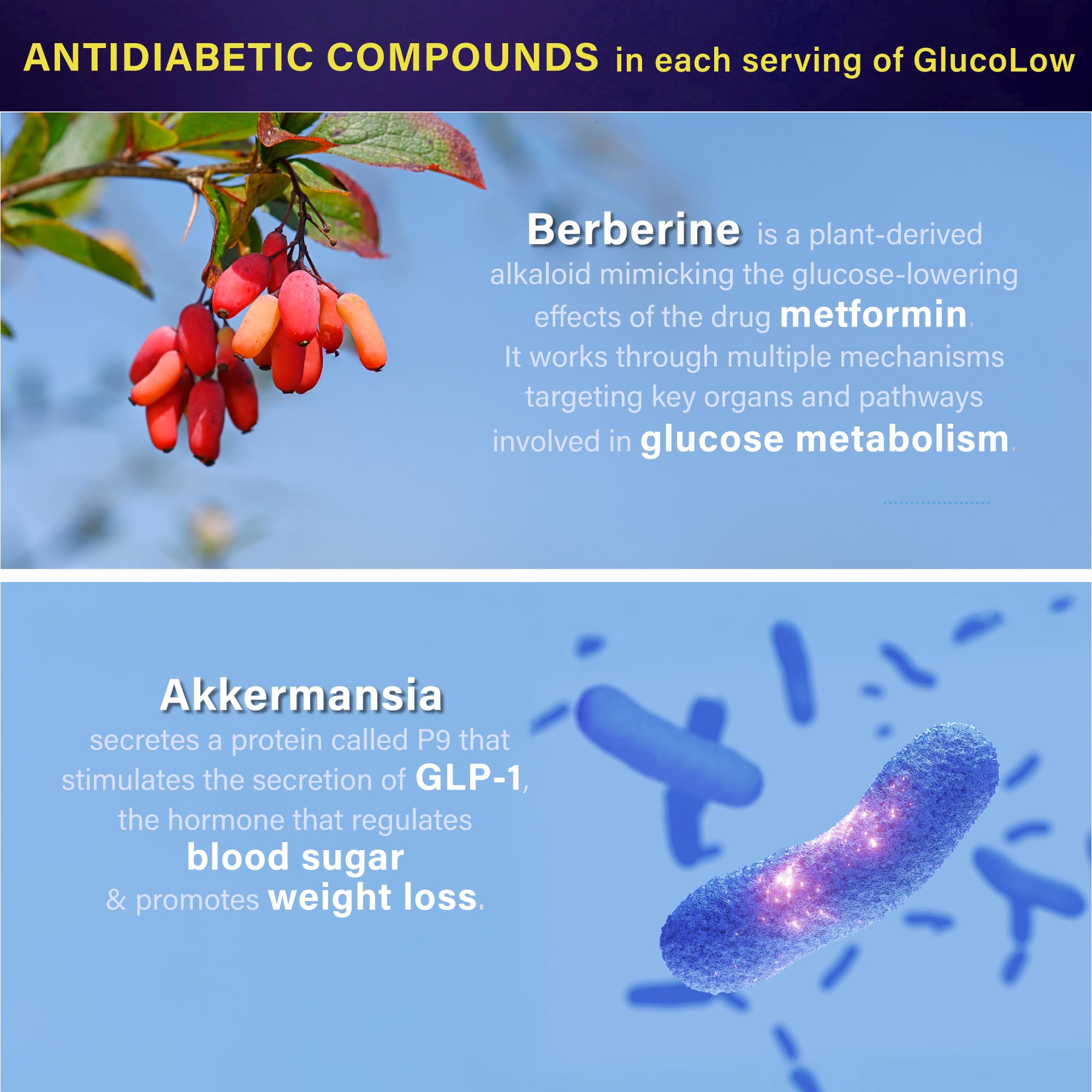 Folona: dihydroberberine pour meilleure absorption des glucides.