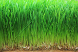 Food to Live poudre de blé germé, scène purification douce, parfait dans une boisson matinale.
