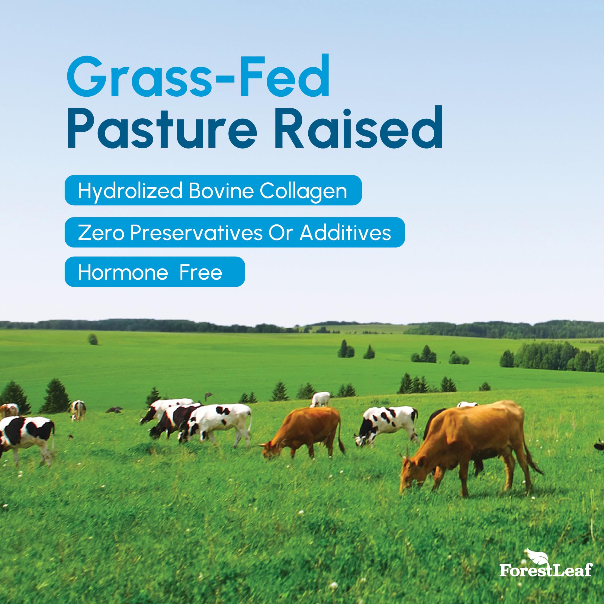 ForestLeaf utilise des peptides hydrolysés pour absorption rapide et action durable.
