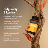 Cordyceps FreshCap: formule sans fillers, utilisation pure et efficace.