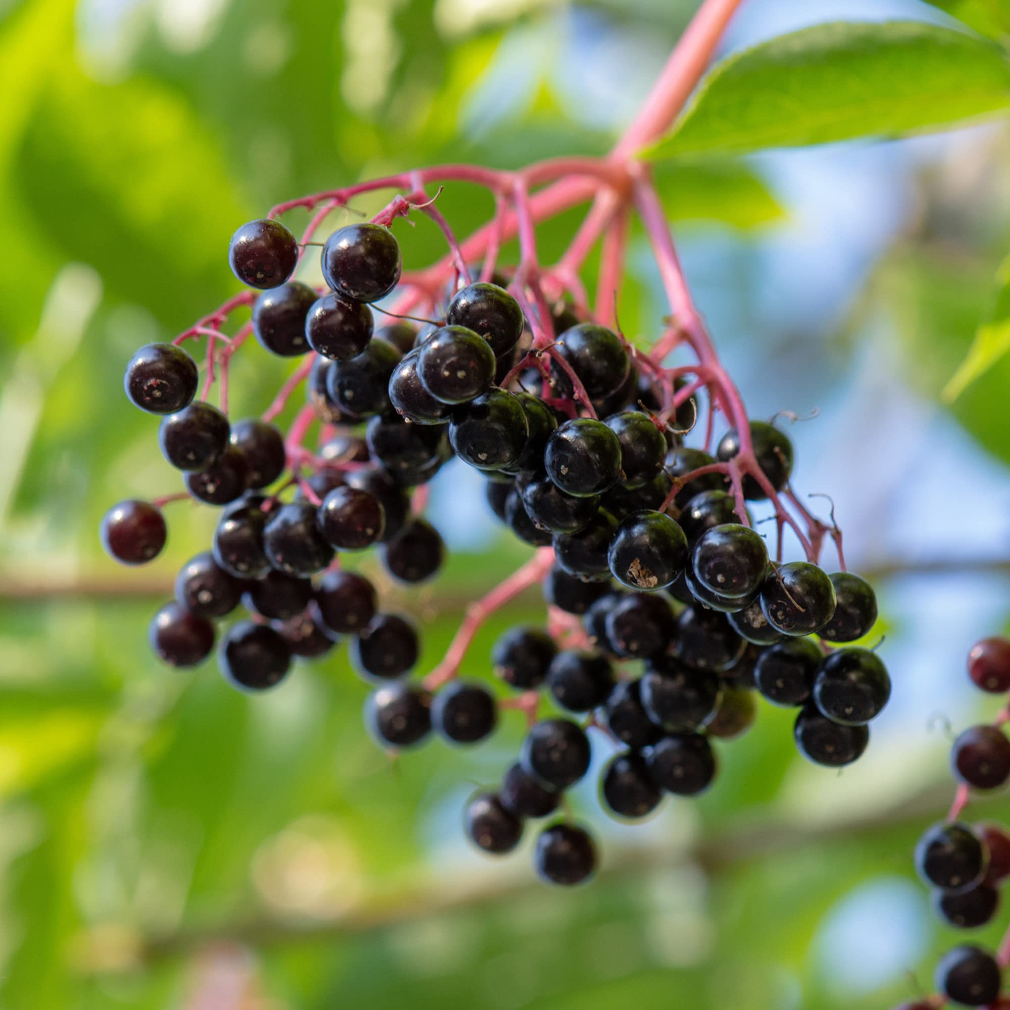 Sureau noir bio Frontier Co-op, couleur et arôme riches