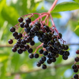 Sureau noir bio Frontier Co-op, couleur et arôme riches