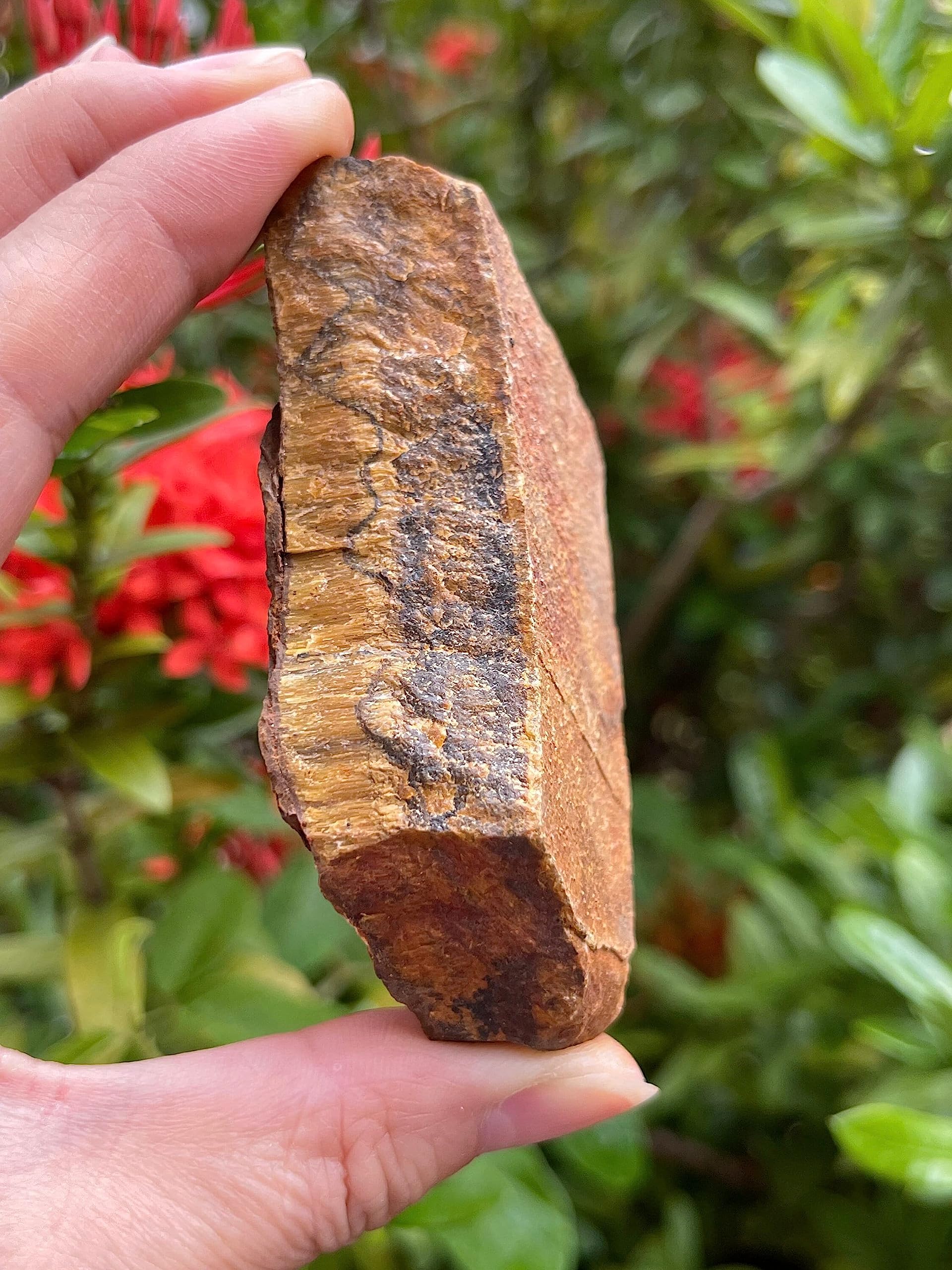GAF TREASURES œil de tigre brut, touche naturelle pour cabinet d'inspiration.