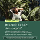 Baies de Sureau Noir dans les champs—origine biologique