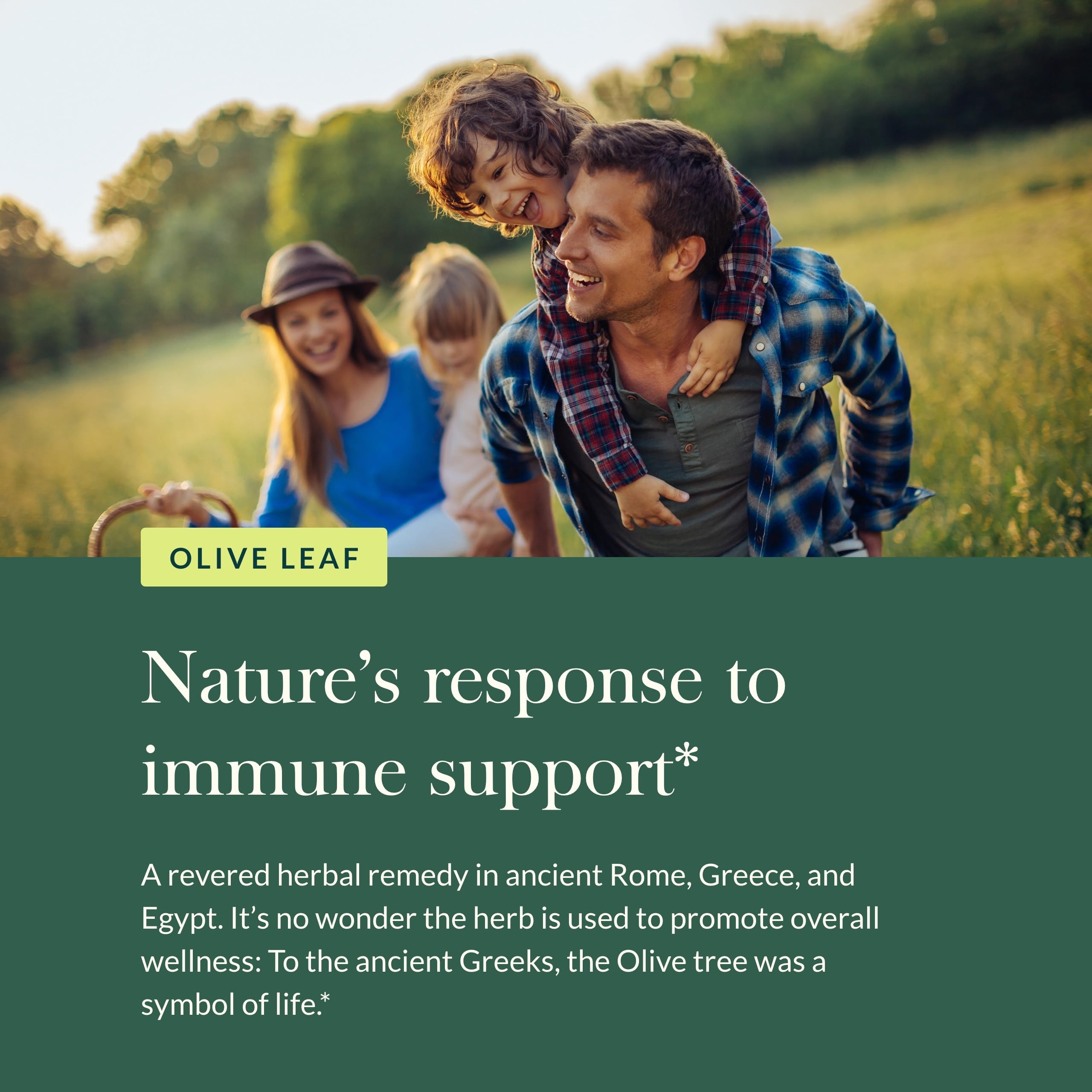 Feuilles d’olivier sur l’emballage Gaia Herbs évoquant le bien-être naturel.