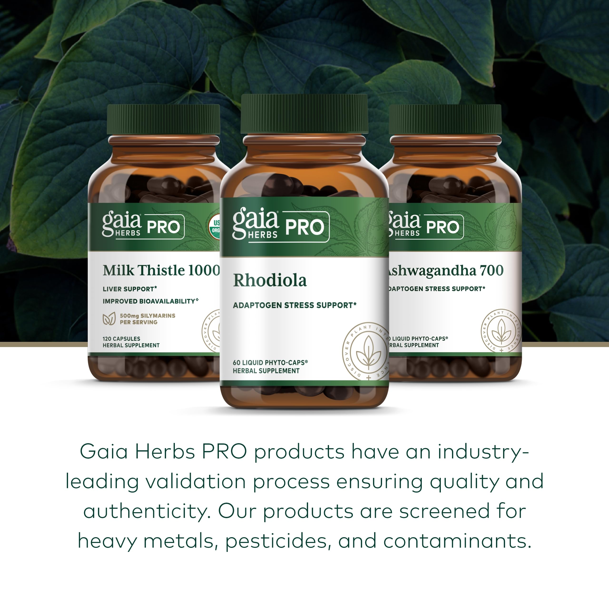Gaia Herbs PRO Rhodiola – plante cultivée durablement sur notre ferme.