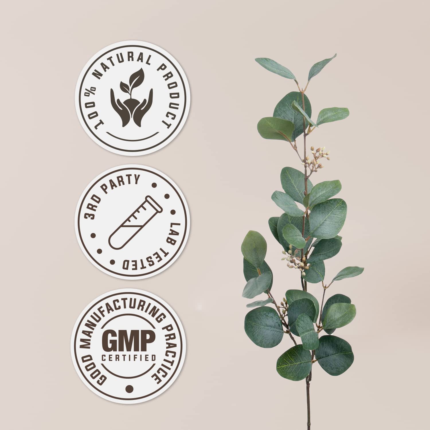 Garden Organics Sorrel des Prés – Plaquette, utilisation quotidienne simple.