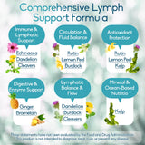 GAVYNETH Système lymphatique — antioxydants et soutien à la circulation.