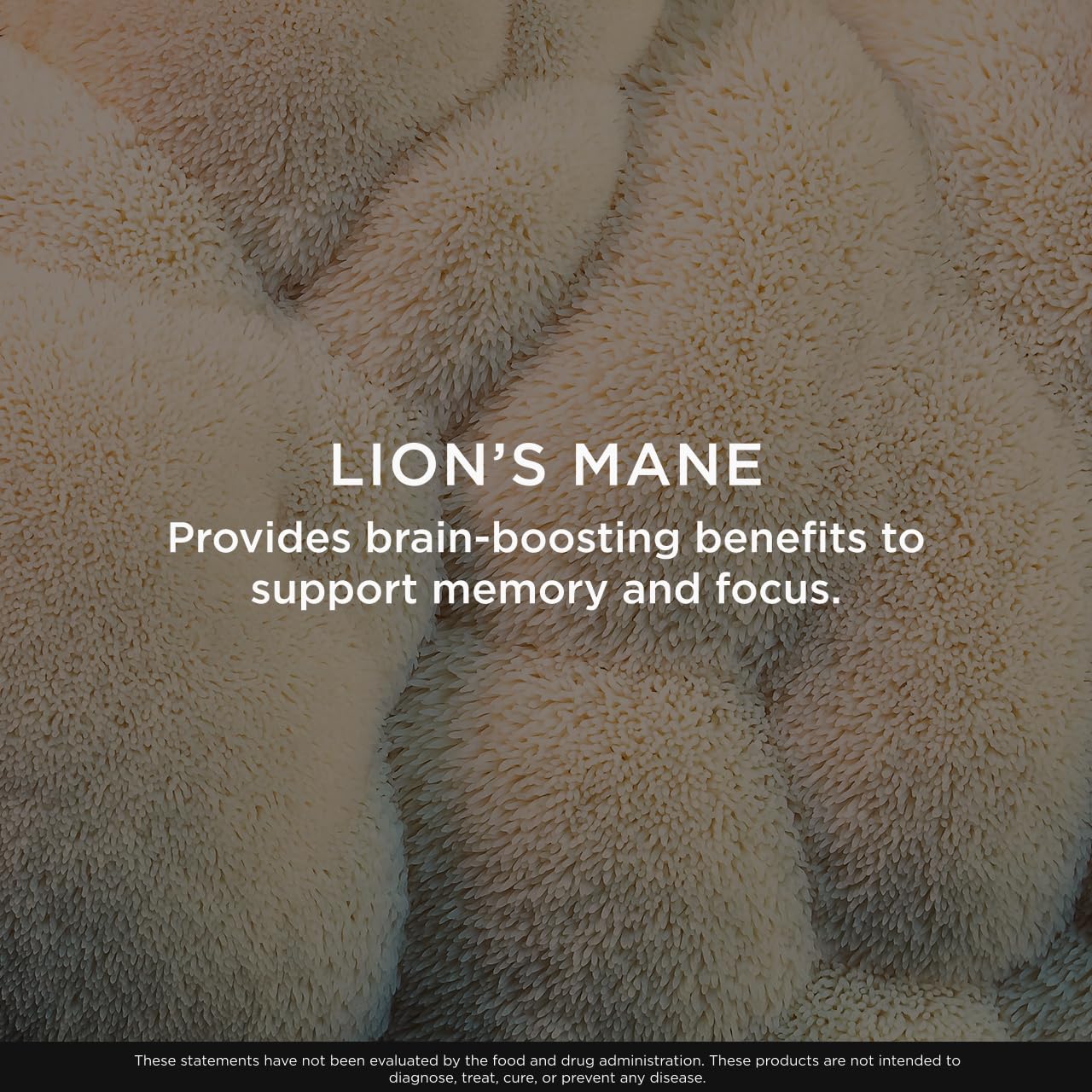 Genius crinière de lion, paquet individuel pratique, emport facile pour la journée