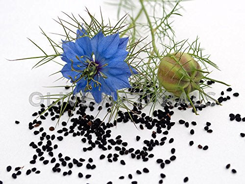 Gye Nyame Bitters nigelle moringa, goutte facile à doser pour votre bien-être quotidien.
