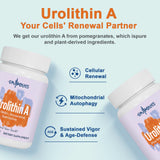 Gyumolics Urolithin A emballage, facilité d'utilisation au quotidien.