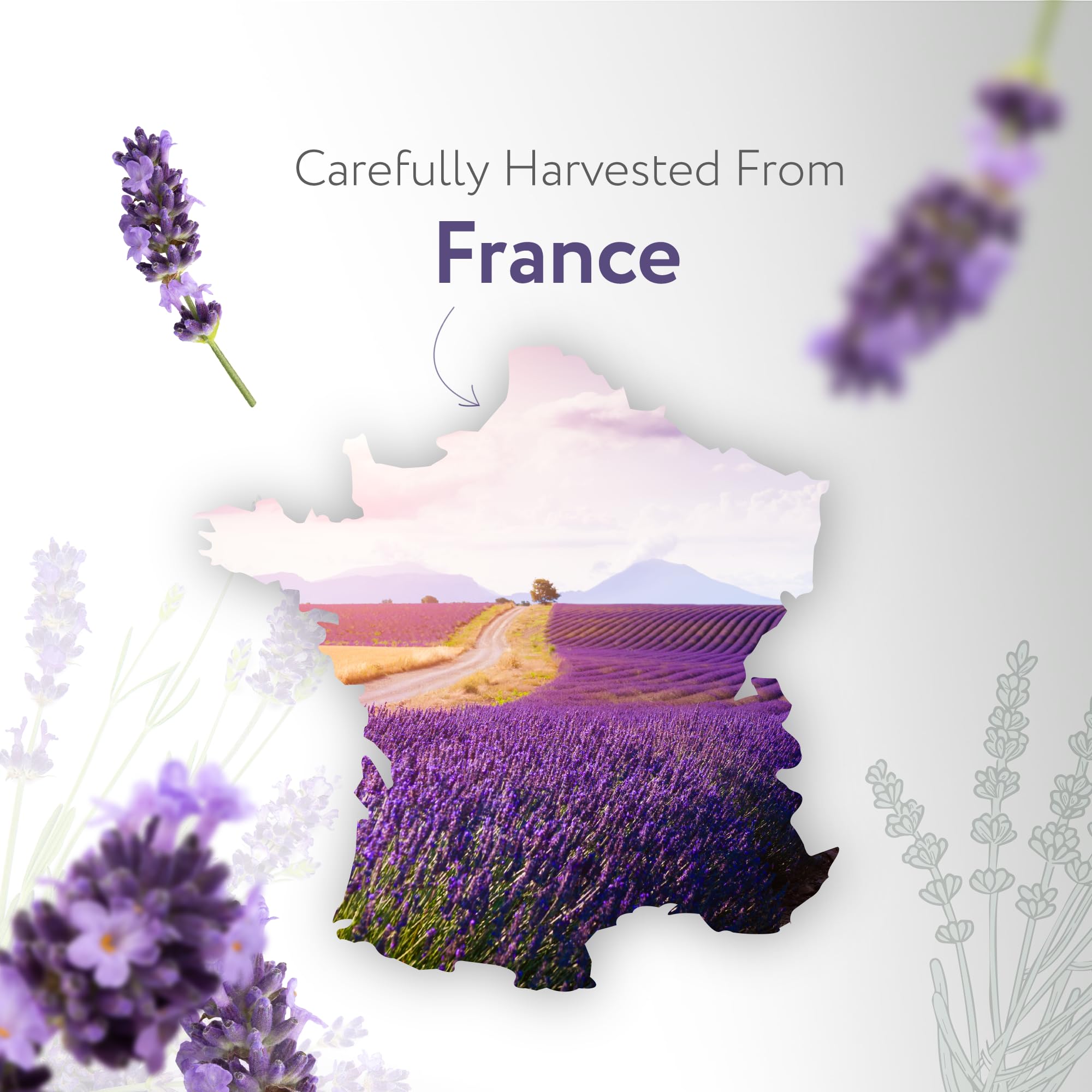 HBNO Lavande néerlandaise: arôme floral et camphrée pour diffusion