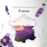 HBNO Lavande néerlandaise: arôme floral et camphrée pour diffusion