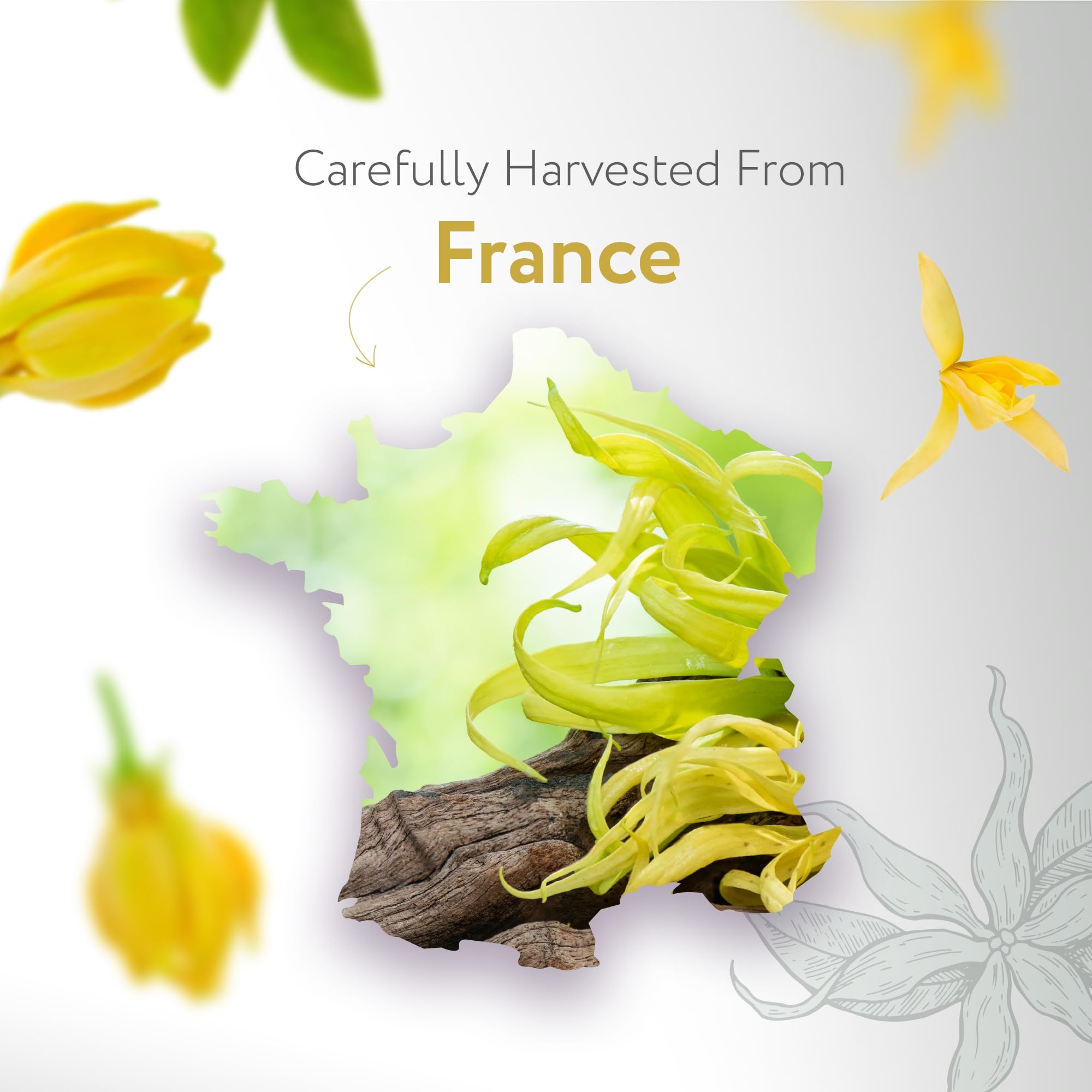 HBNO Ylang Ylang, aromathérapie et massage.