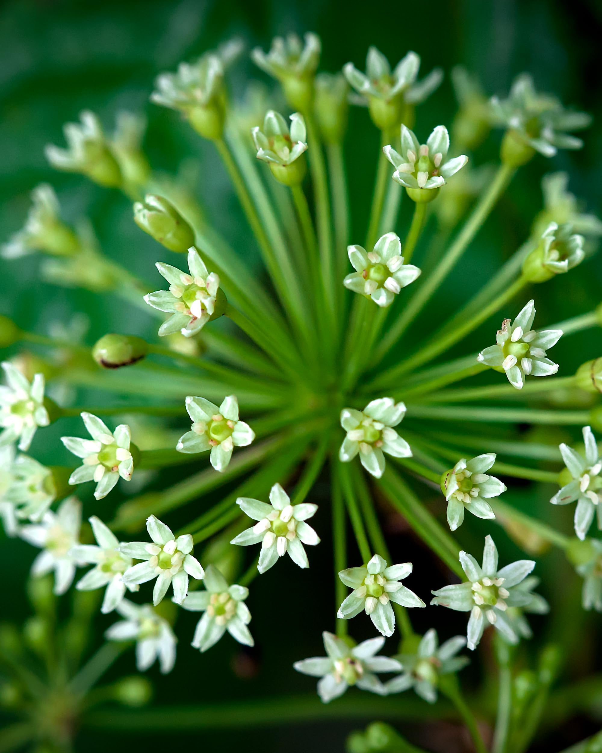 Herb Pharm Eleuthero – produit végane sans alcool pour routine quotidienne.