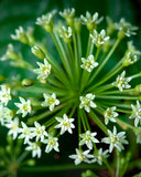 Herb Pharm Eleuthero – produit végane sans alcool pour routine quotidienne.