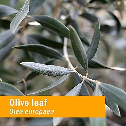 Herb Pharm gouttes-extrait-feuille-olivier, absorption rapide dans le quotidien.