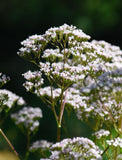 Herb Pharm Valériane: extrait certifié bio, traçabilité assurée pour les consommateurs exigeants.