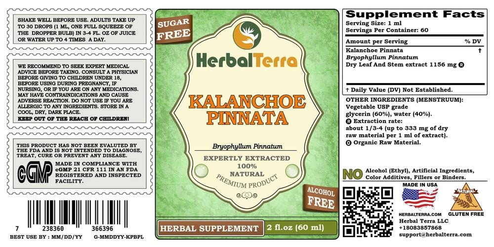 Herbal Terra Kalanchoe Pinnata, feuilles et tiges sèches, intégration facile dans routine bien-être