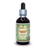 Herbal Terra Kalanchoe Pinnata, bouteille glycerite, usage quotidien sans alcool, naturel et pur
